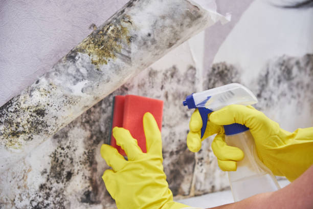 Mold Remediation for Rental Properties in Somerdale, NJ